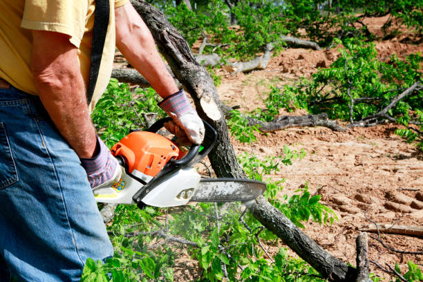 The Steps Involved in Our Tree Care Process in San Martin, CA